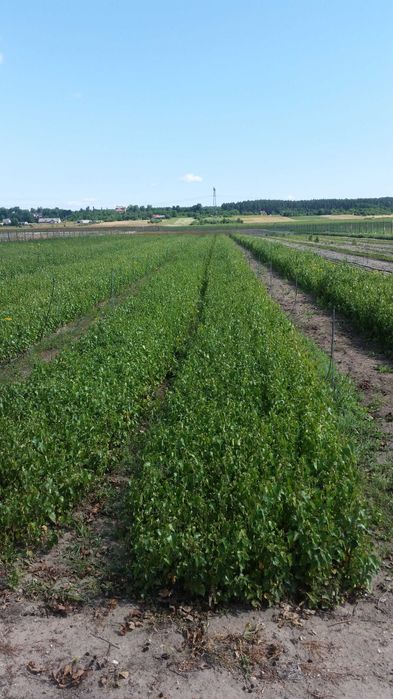 Brzoza Sadzonki 30-50 cm 60 gr PRODUCENT