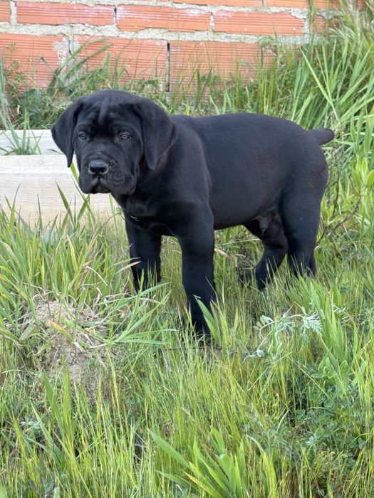 Cane Corso Italiano Cachorrinho Macho, 12 semanas