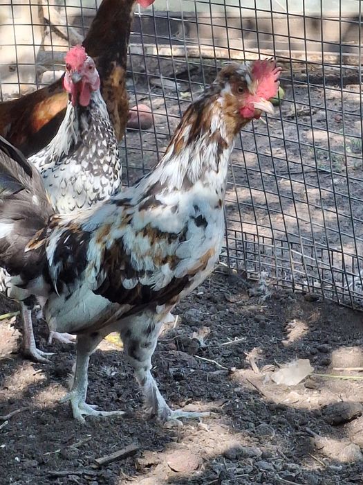 Молодые петушки Бентамки.