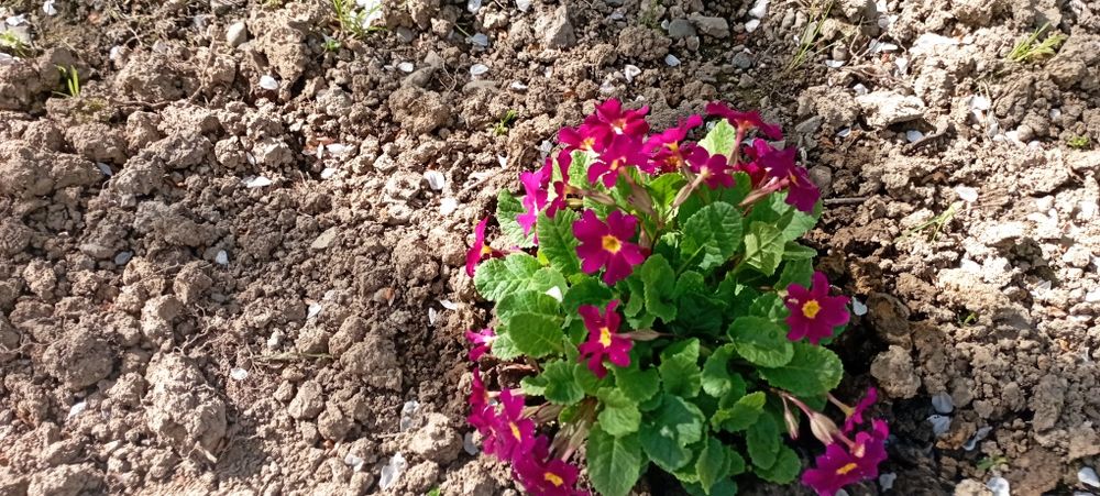 Вартість знижено! Продамо будинок Голубине Закарпаття курорт Поляна