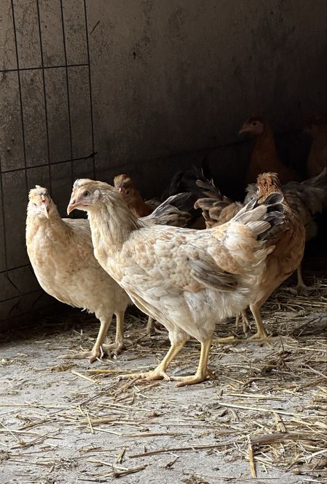 Kura nioska Green Shell