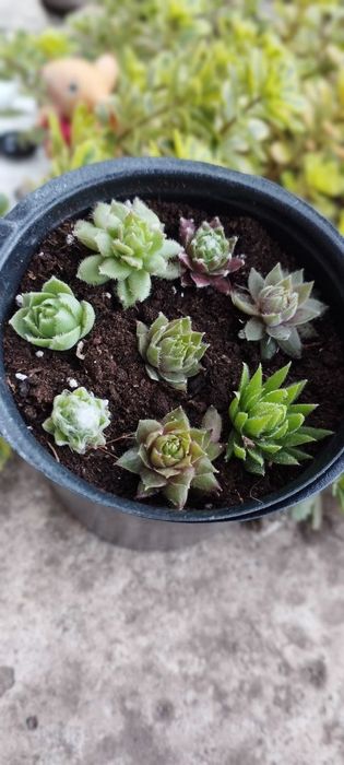 Продам кам'яні троянди