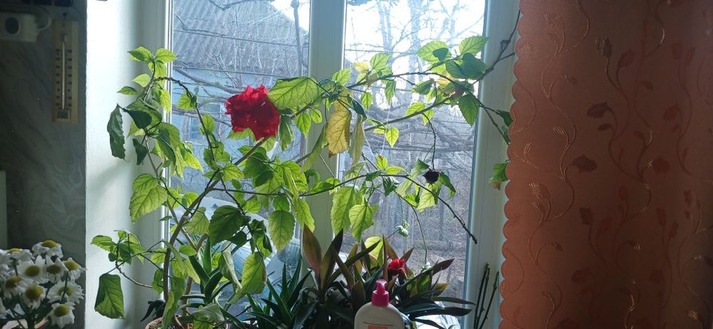 Китайская роза комнатная