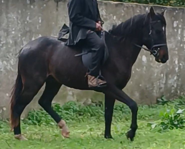 Poldro crusado de lusitano