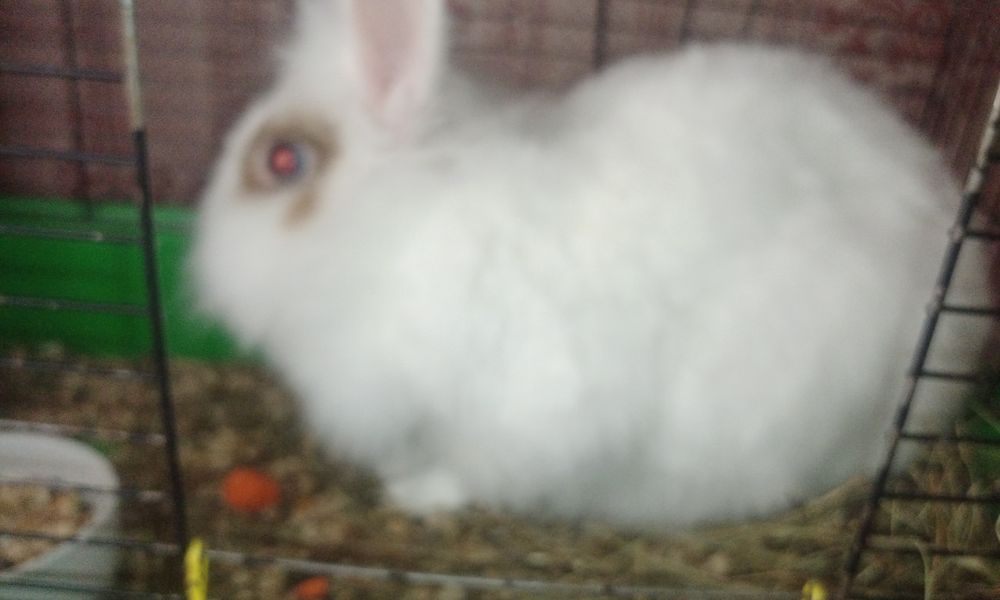 Перетримка домашніх тварин