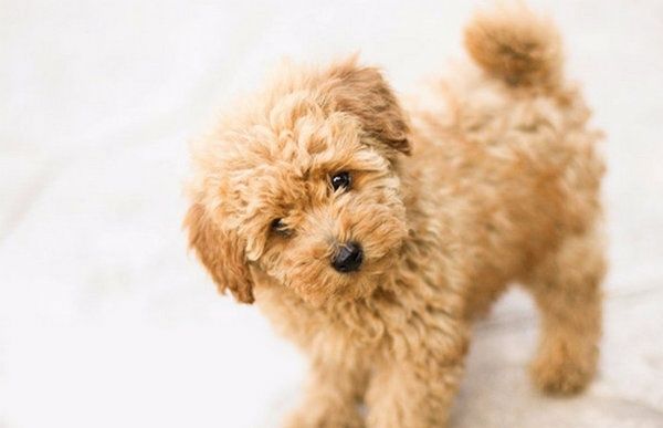 Пудель мини мальчик