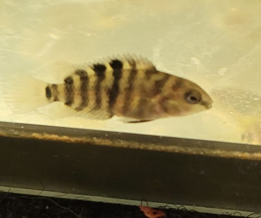 Sprzedam młode pielęgnice zebra