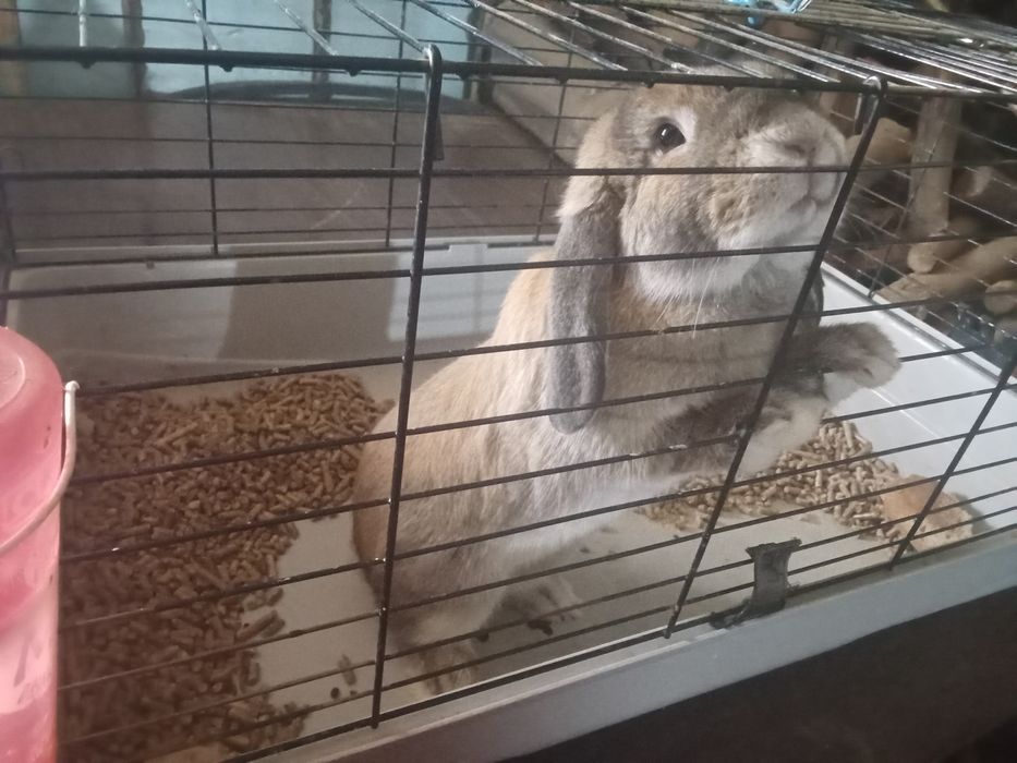 Vendo Coelho anão