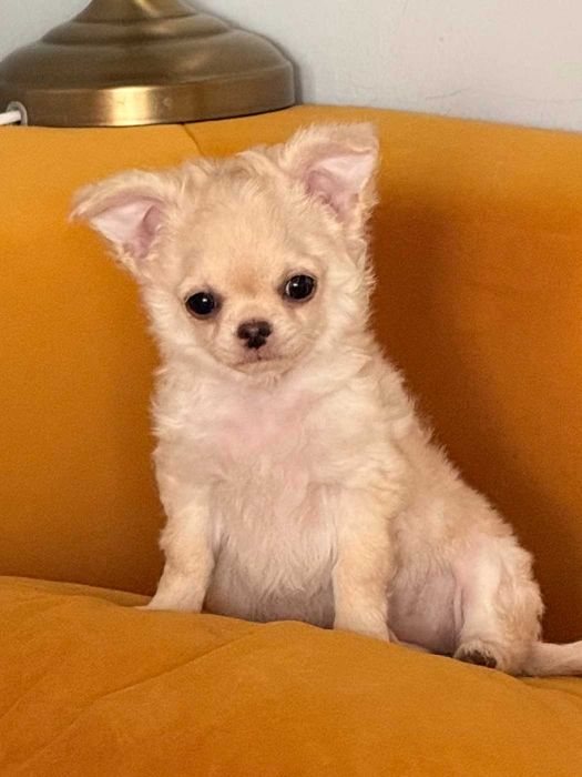 Wyjątkowa suczka chihuahua z rodowodem ZKwP