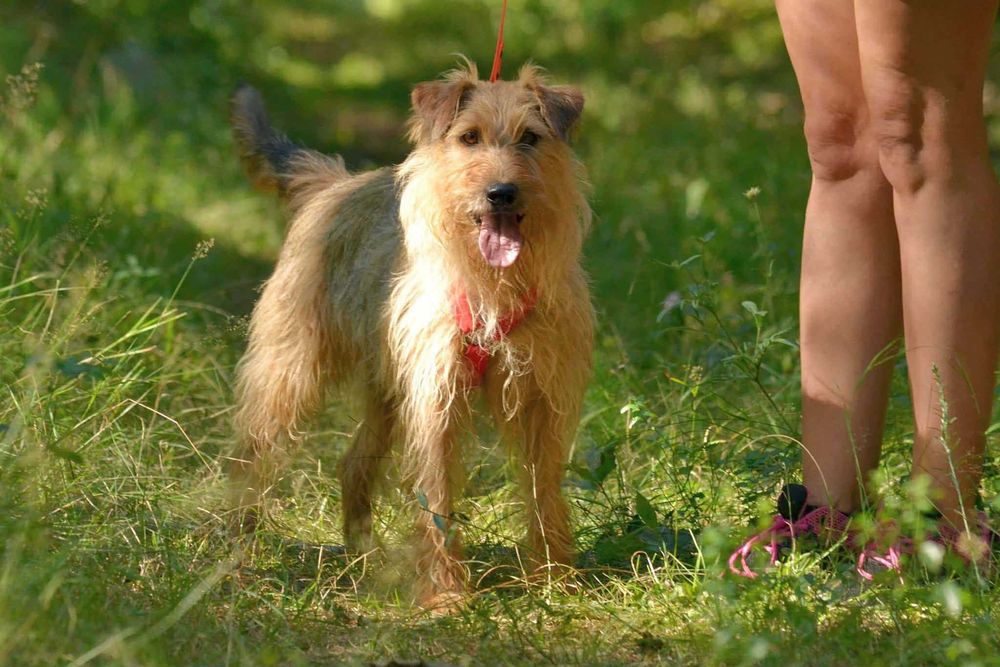 Danu piękny piesek do adopcji