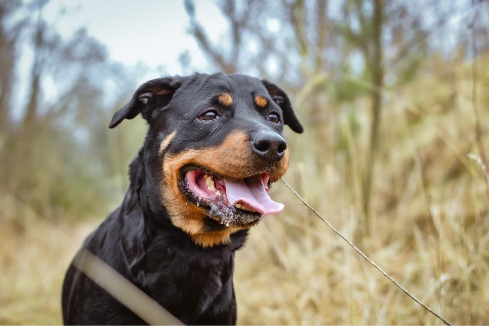 Carna- suczka w typie rottweilera czeka na odpowiedzialny dom