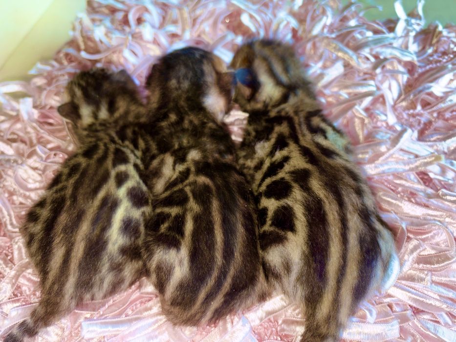 Бенгальські кошенята