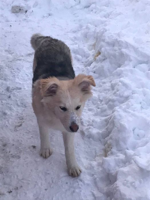 Стерилізована Умка шукає відповідальних батьків!