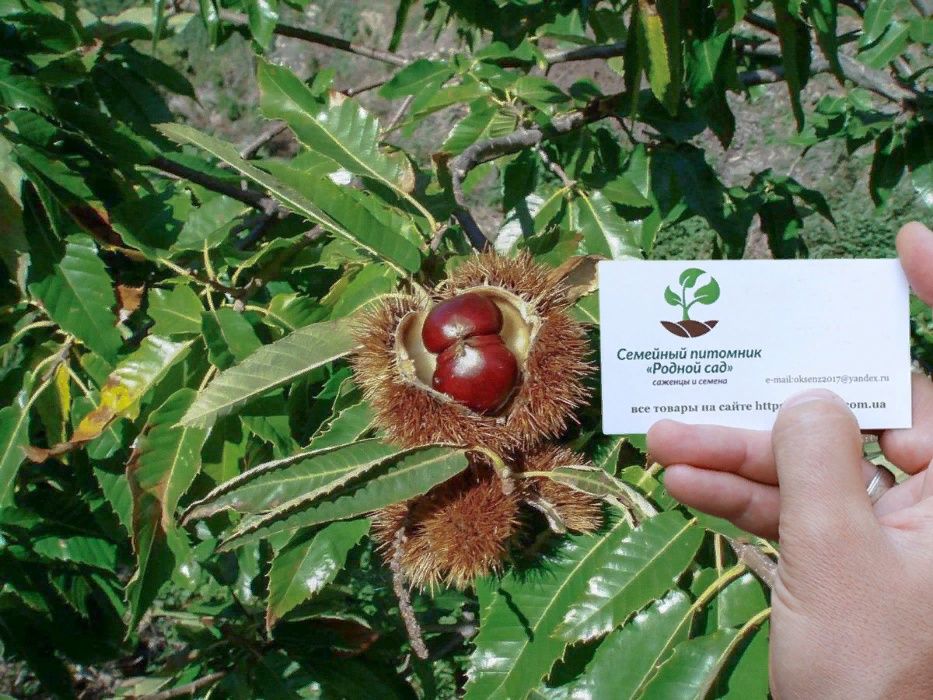 Каштан їстівний насіння посівний на посадку семена