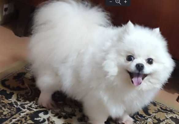 Продам девочку померанского шпица 3 года