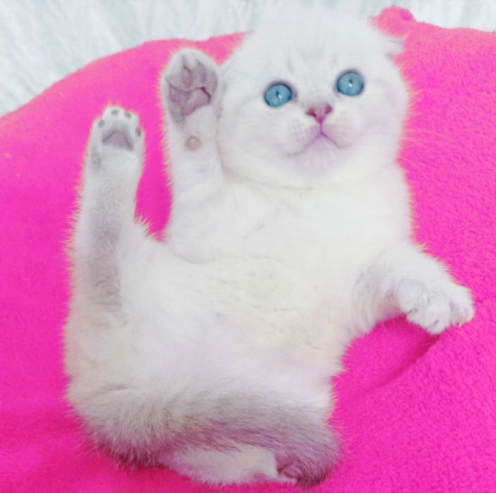 Чекає кицюнь!Чистокровний блакитноокий красень фолд !