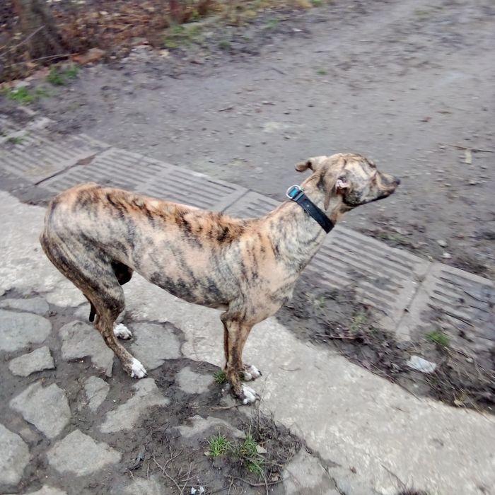 Терміново кобель грейхаунд