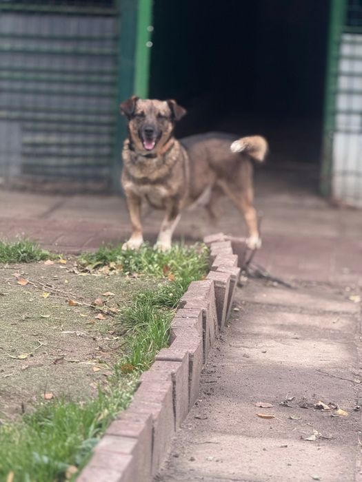 piesek mieszaniec do adopcji