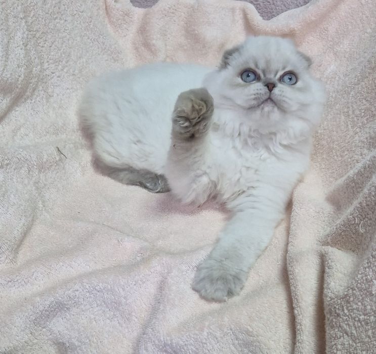 Голубоглаза красуня!