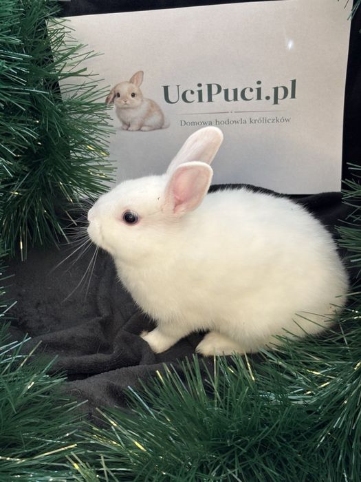 Królik miniaturowy biały Śnieżka samica lew miniaturka