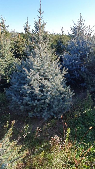 Ель елка живая колючая