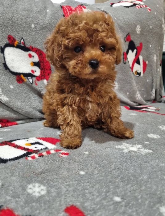 той пудель . дівчинка  квіточка