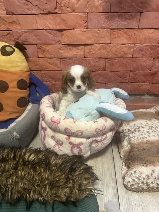 Cavalier king charles spaniel