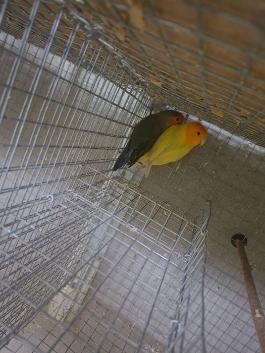 Vendo casais de agapornis