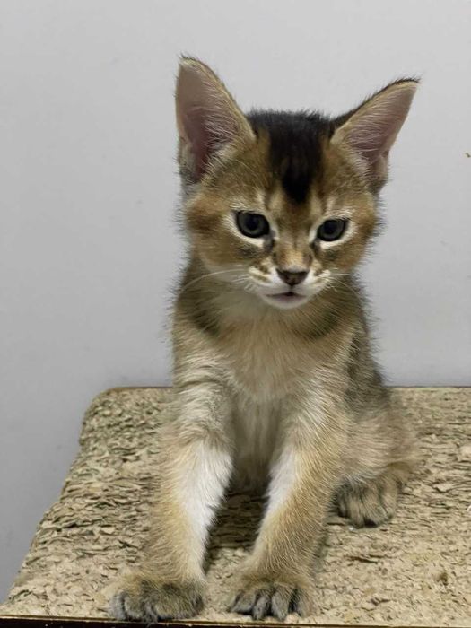 Каракет Ф2 ( всього до двух сотен в світі)