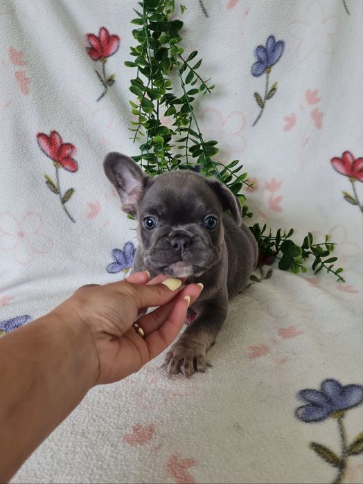 Excelente  blue tan Bulldog/Bouledogue Frances de Qualidade