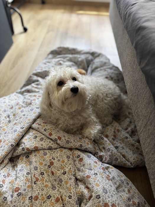 Bardzo Piękny  Maltipoo