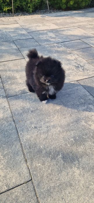 Szpic miniaturowy Pomeranian