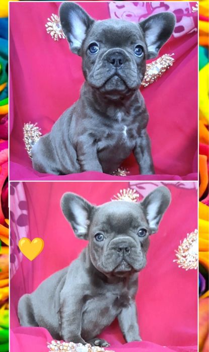 Спешите за счастьем! Французики!