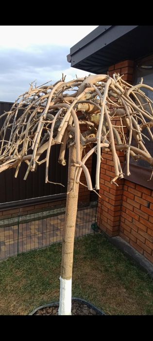 Обрізка дерев санітарна, формуюча та омолоджуюча.