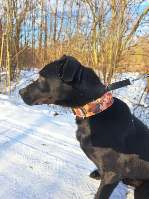 Duży i łagodny pies czeka na nowy dom