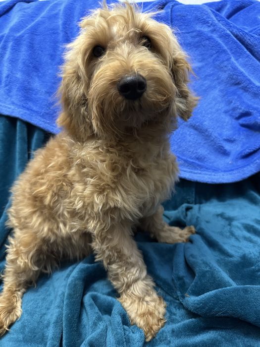 Хлопчик стандарт мальтіпу