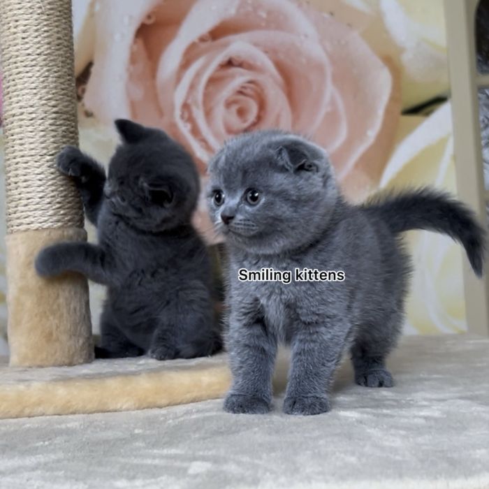 Гладкошерстні шотландські кошенята