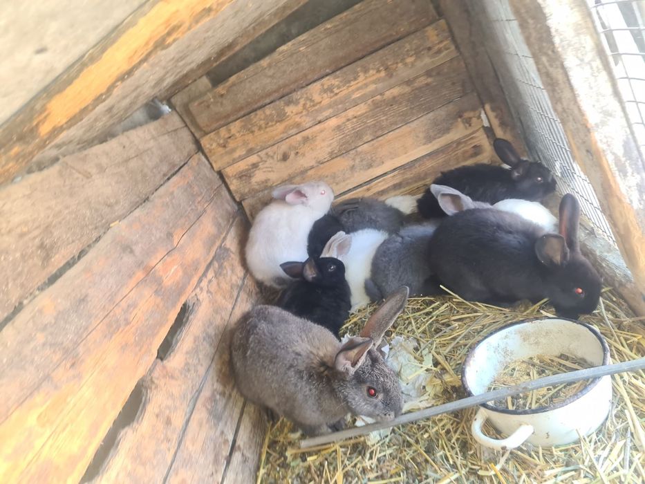 Продам кролі маленькі