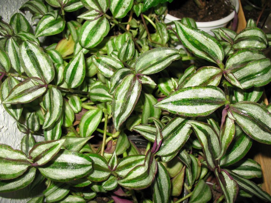 бегония вечноцветущая