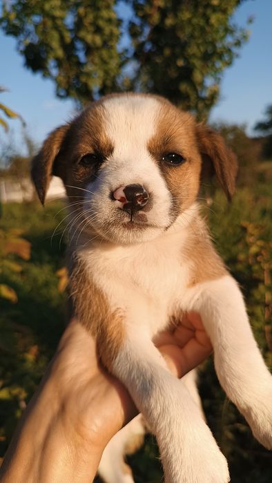 Віддам цуценя: маленька дівчинка, 1.5 місяці