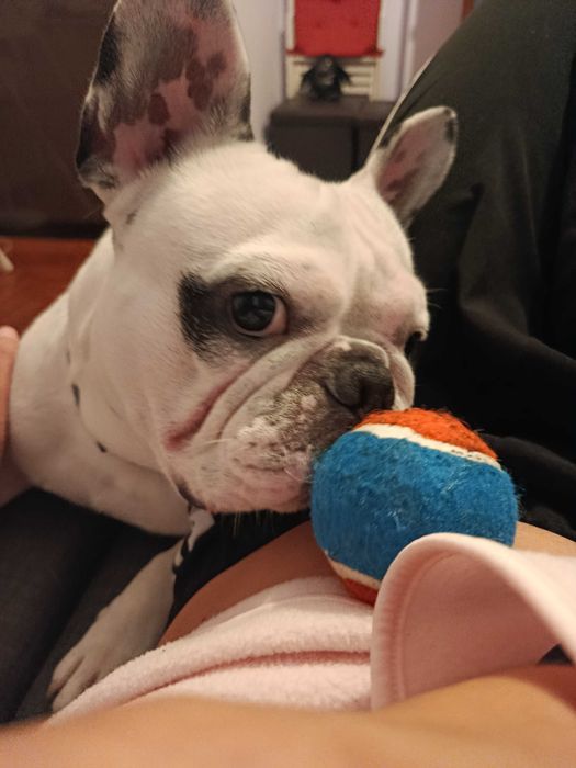 Procuro dono responsável para o meu cão