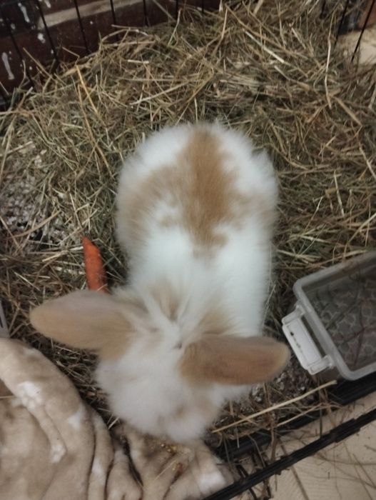 Vendo coelho macho de estimação