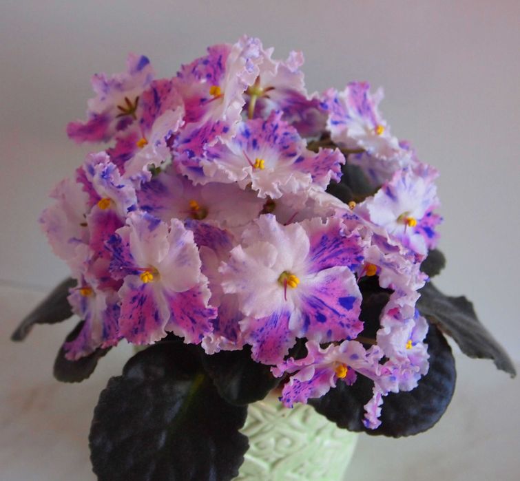 Фіалки різних сортів (дітки)