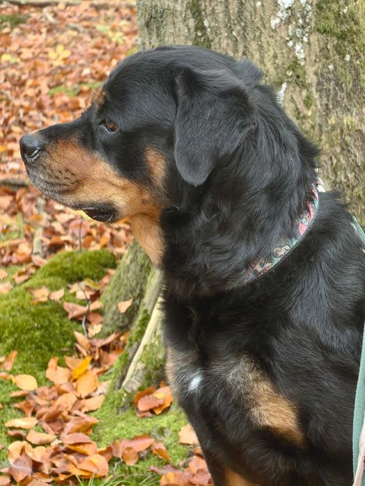 Pimpuś w typie Rottweilera