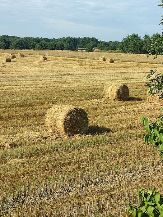 Słoma 130 cm średnicy, sucha