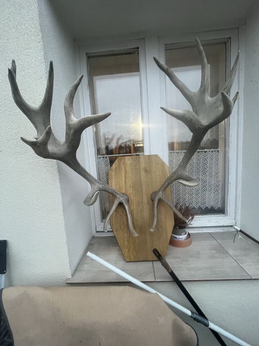 Poroże Jelenia szlachetnego