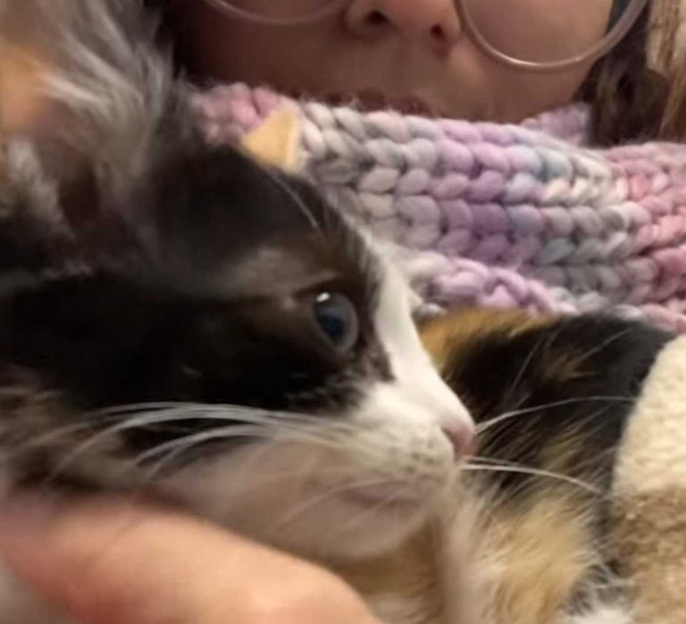 MOLLY – wieczne kocie dziecko