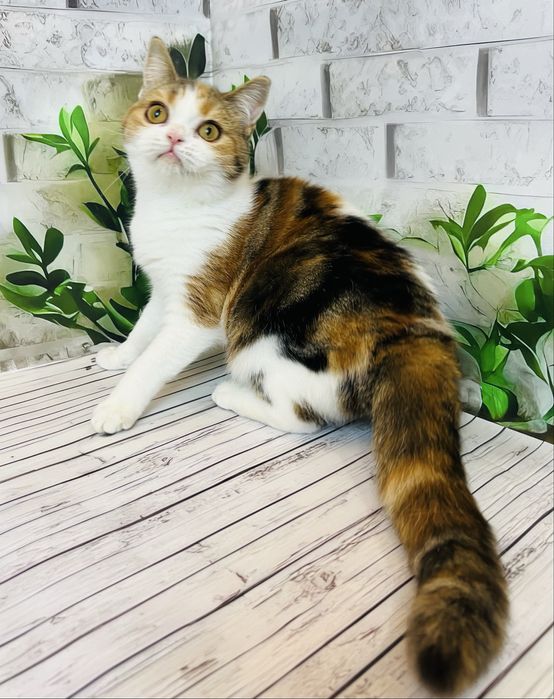 Кішка черепахового забарвлення шотландської породи