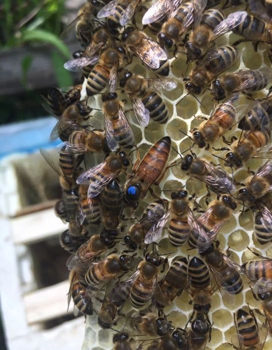 Бджоломатки ( Пчеломатки) БАКФАСТ лінії b 1008   f1. матки