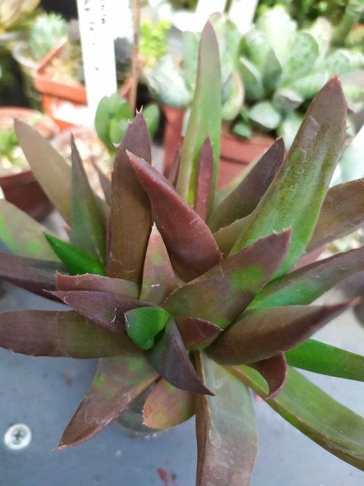 Продам излишки коллекции суккулентов. Анакампсерос и алое